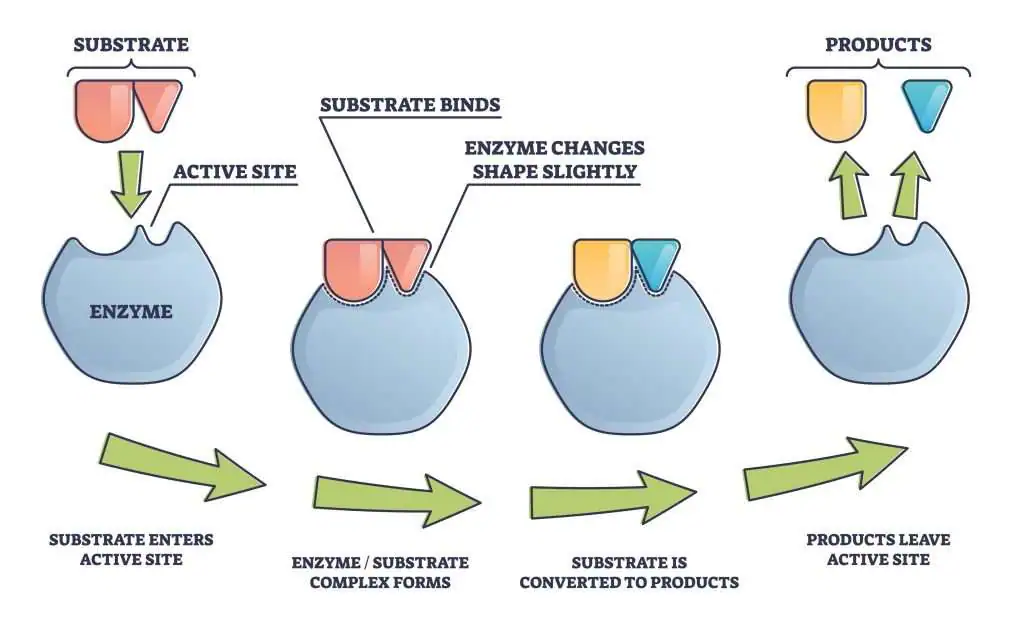 How to Mark a GCSE Biology 6 Marker